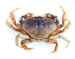 dungeness crab